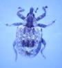 Stereonychus phyllireae